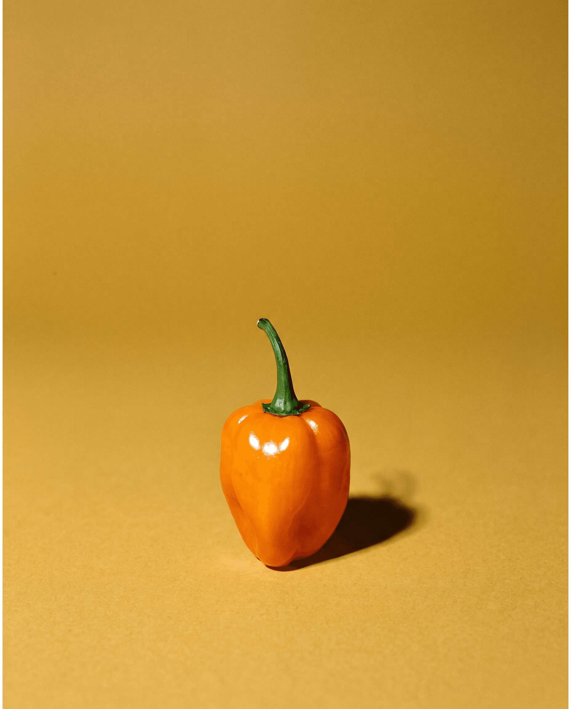 An orange habanero on a gold sweep