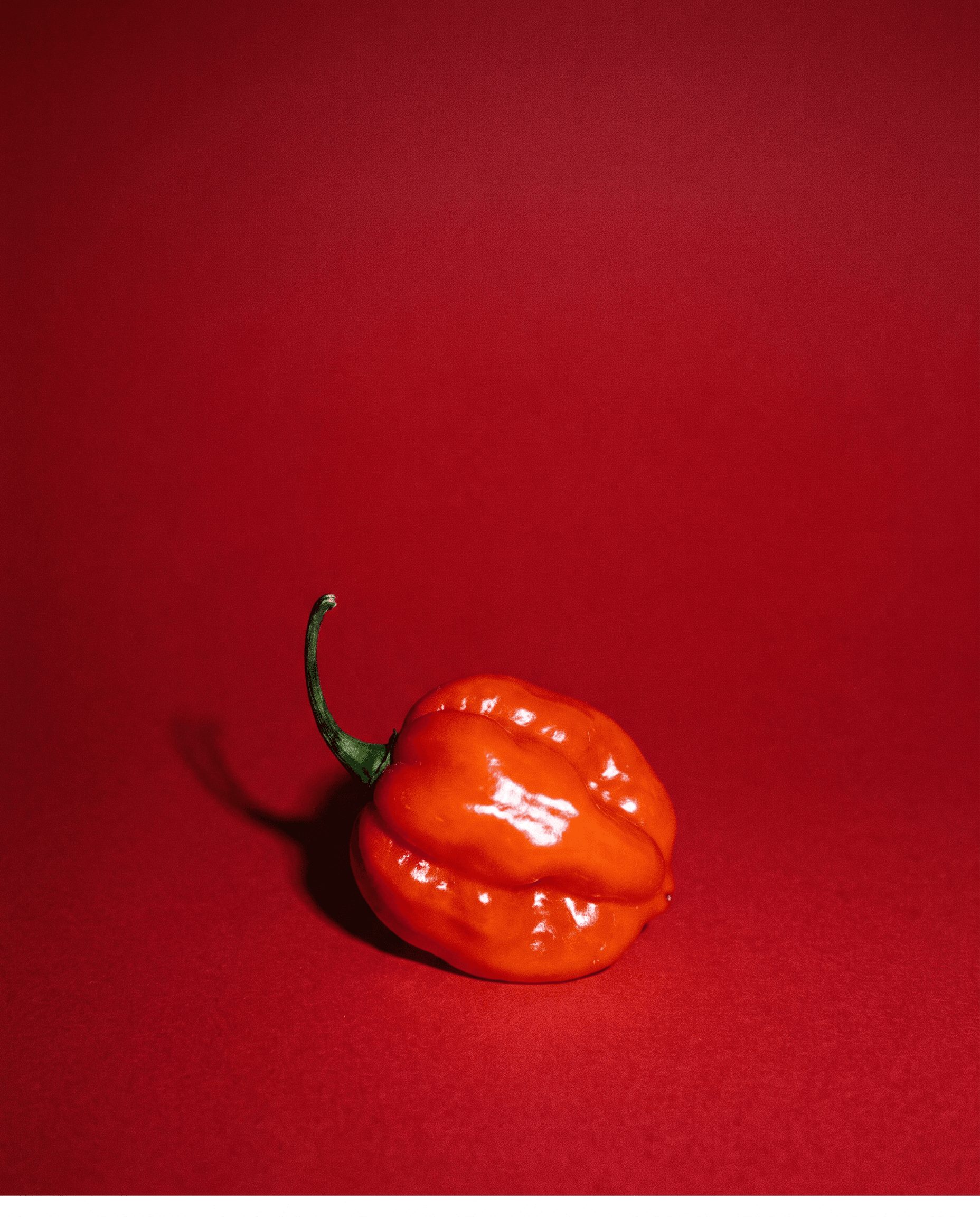 A Scotch bonnet pepper on a crimson sweep
