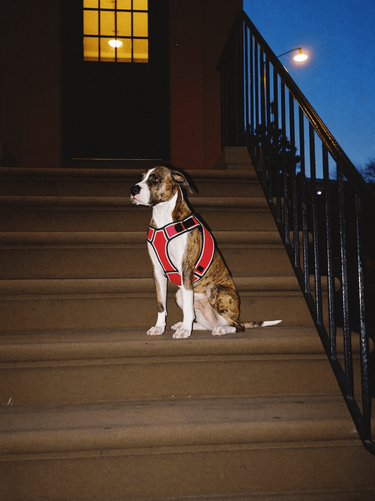 A brindle dog in a red harness sitting on a brownstone stoop at dusk